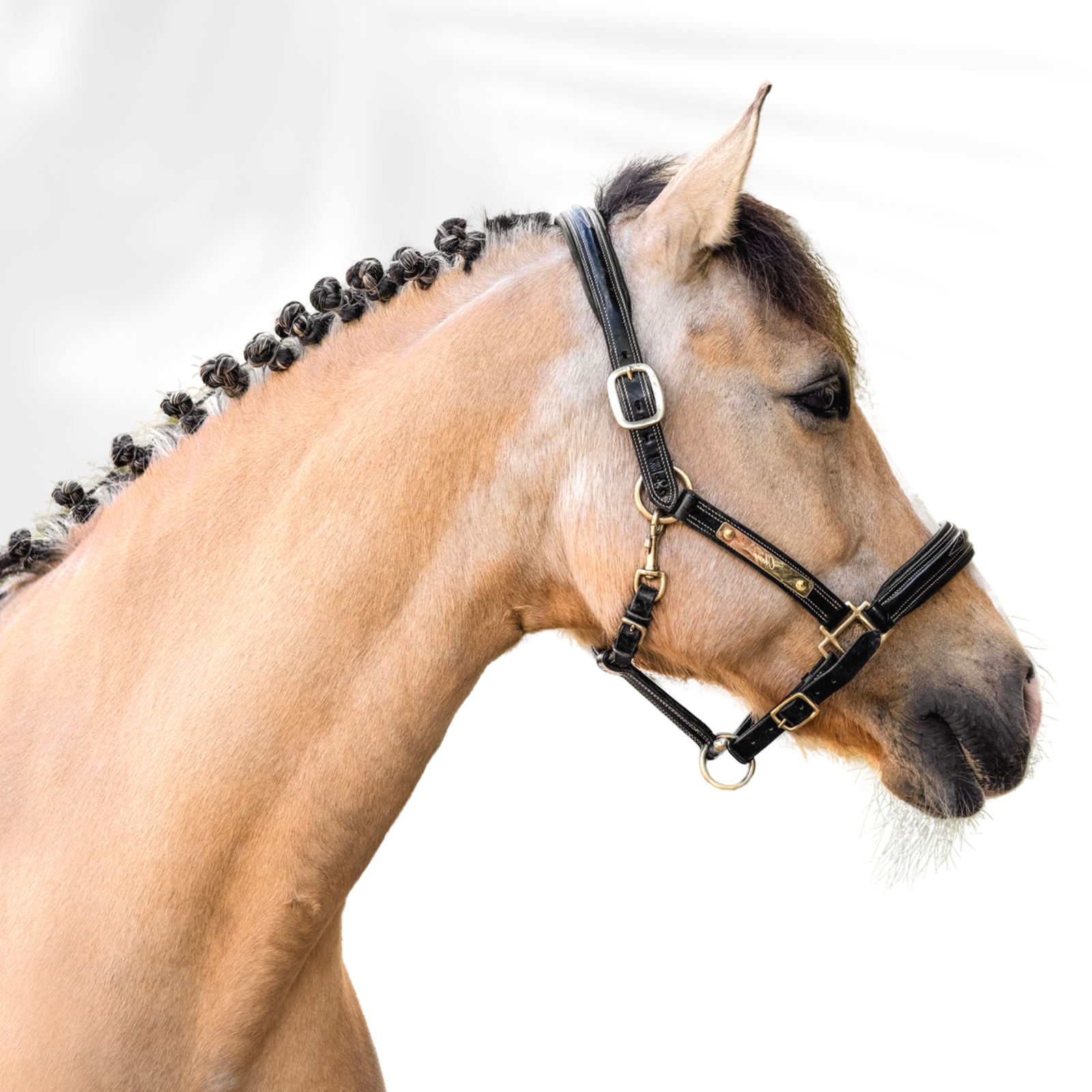Licol personnalisable en cuir Exclusif PRO
