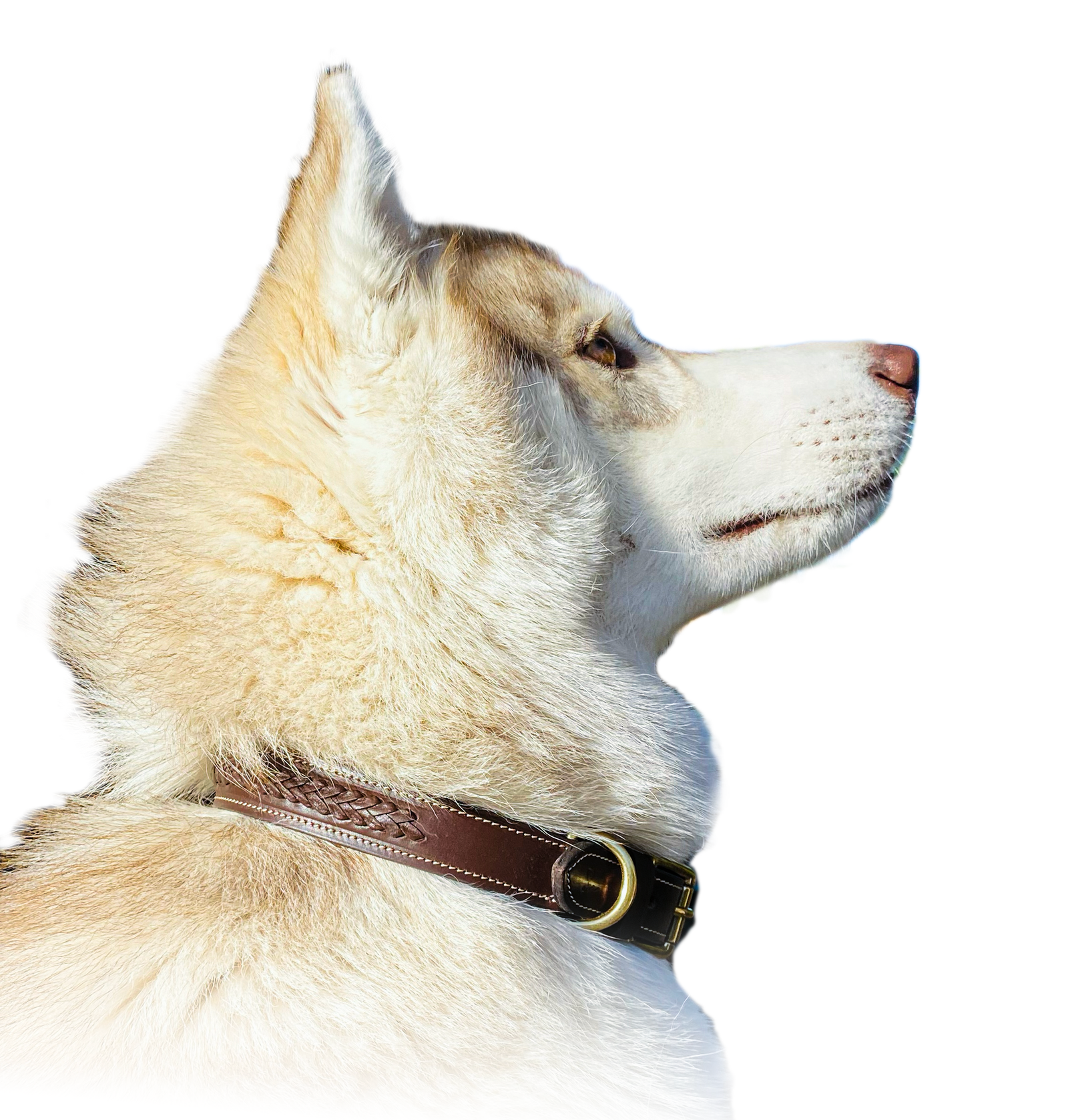 Collier pour chien personnalisé en cuir Basel – Image 4